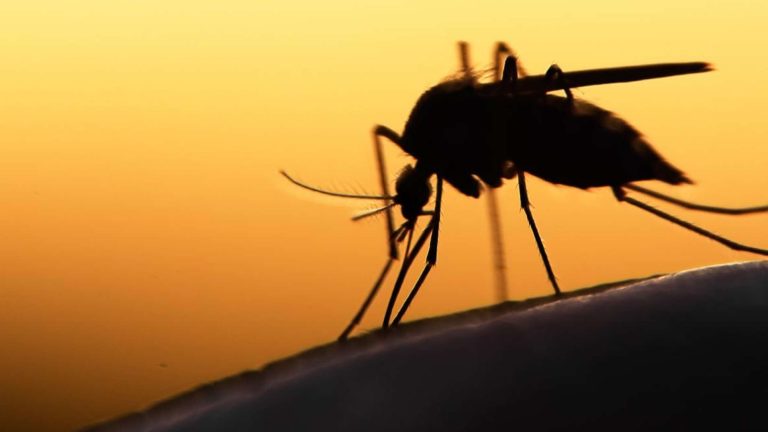 Malaria cases on the rise in Bushbuckridge